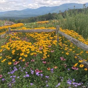 Meet your Posher, Ally